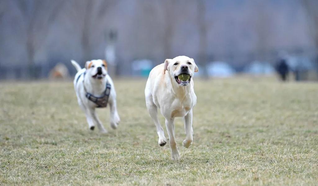 dog running