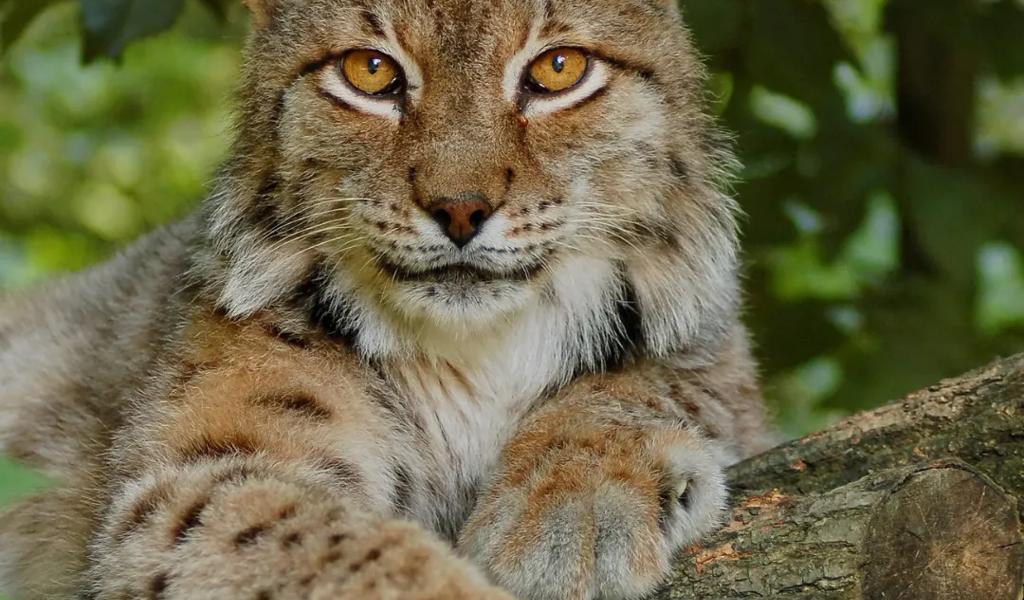 Close-up of a lynx