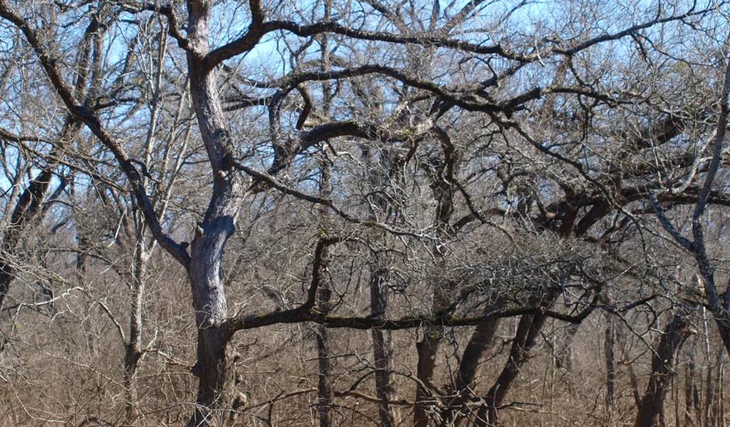 great trinity forest