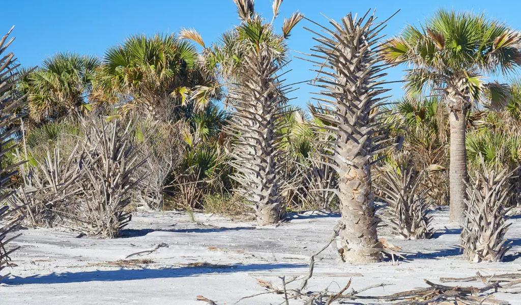 little talbot island