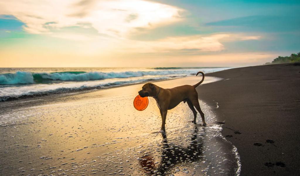 dog park in Jacksonville, FL