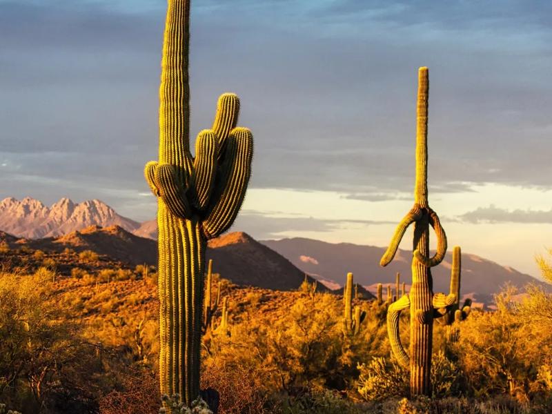 desert landscape