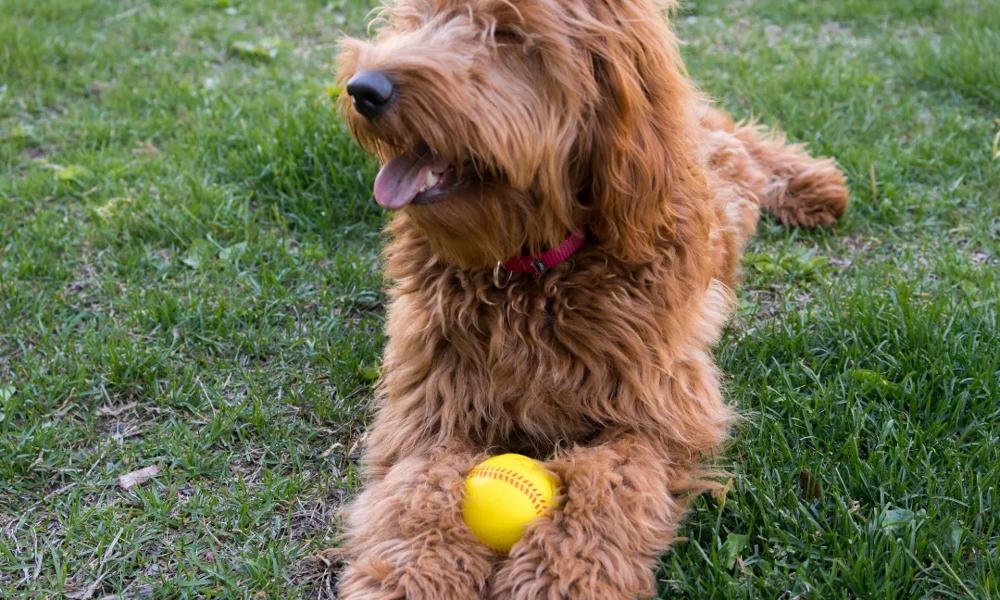 Fluffy brown dog with ball