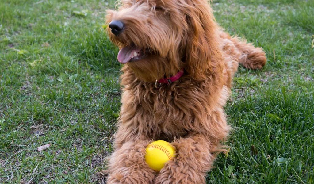 Fluffy brown dog with ball