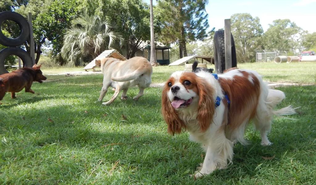 dog in dog park