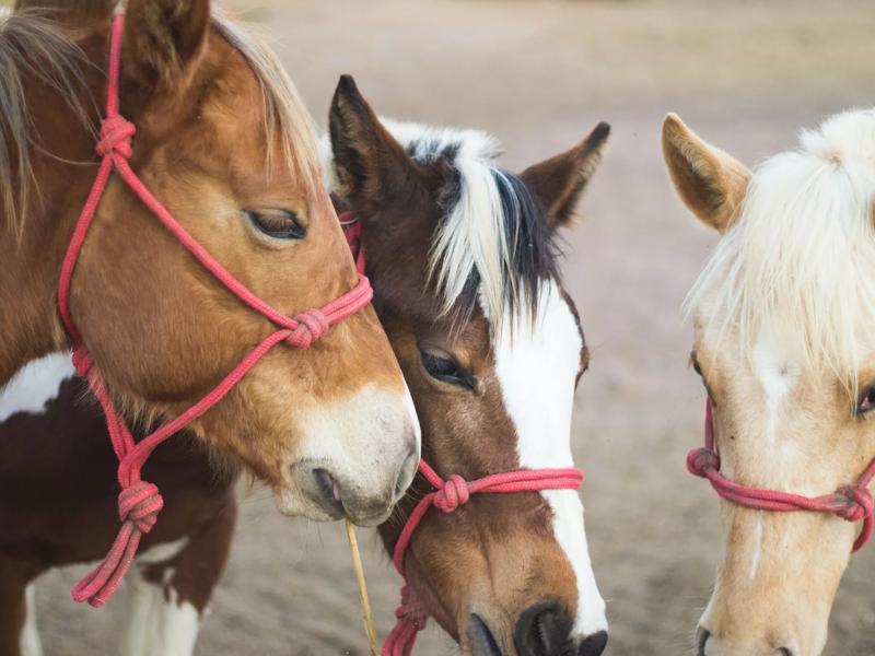 group of horses