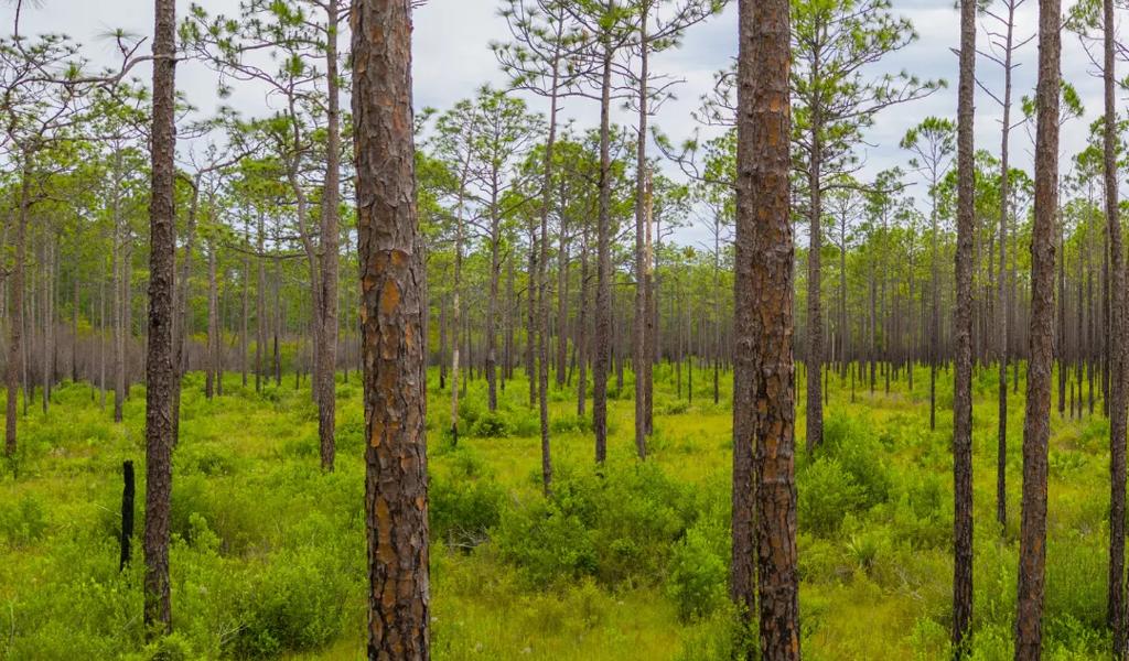 Apalachicola National Forest