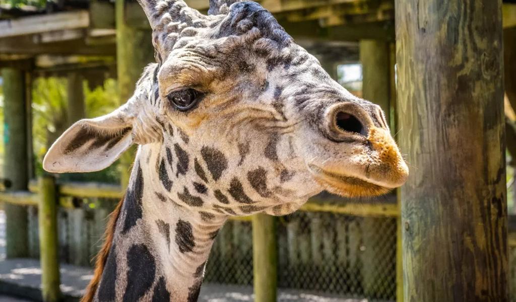 giraffe at zoo