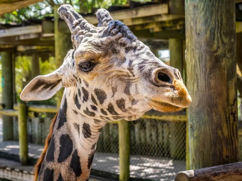 giraffe at zoo