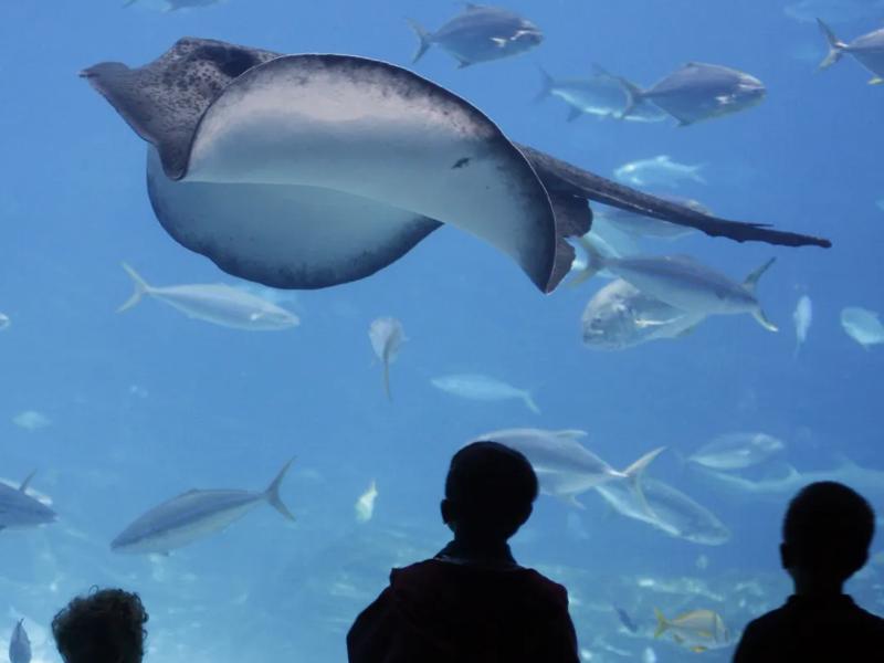 aqurium