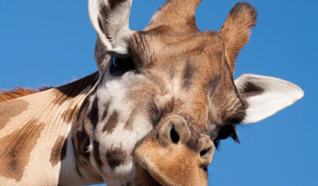 Giraffe close-up, blue sky