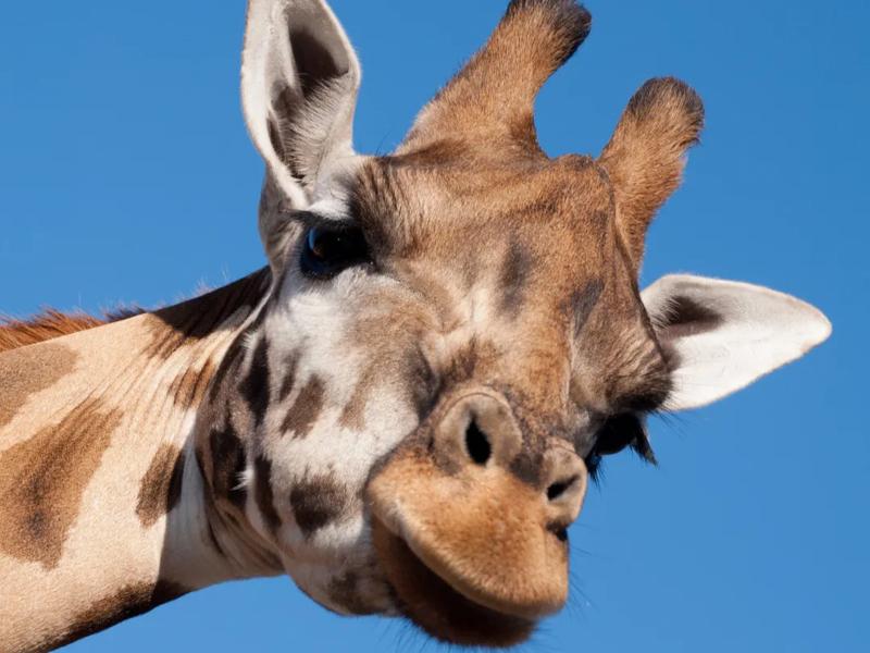 Knoxville zoo