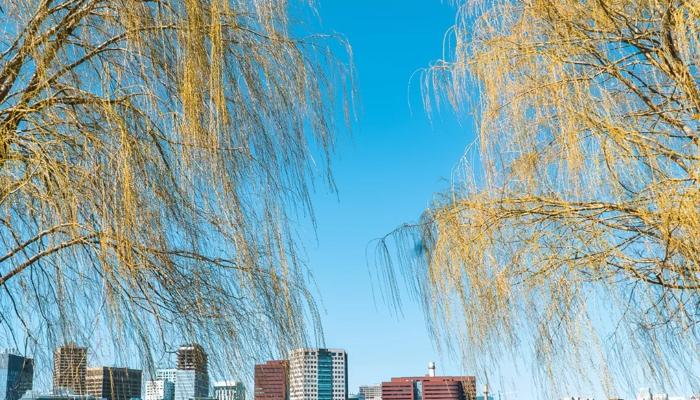 Boston skyline at park