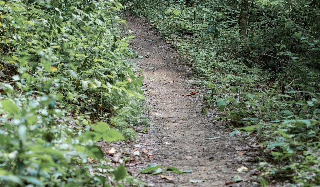 Narrow dirt hiking trail