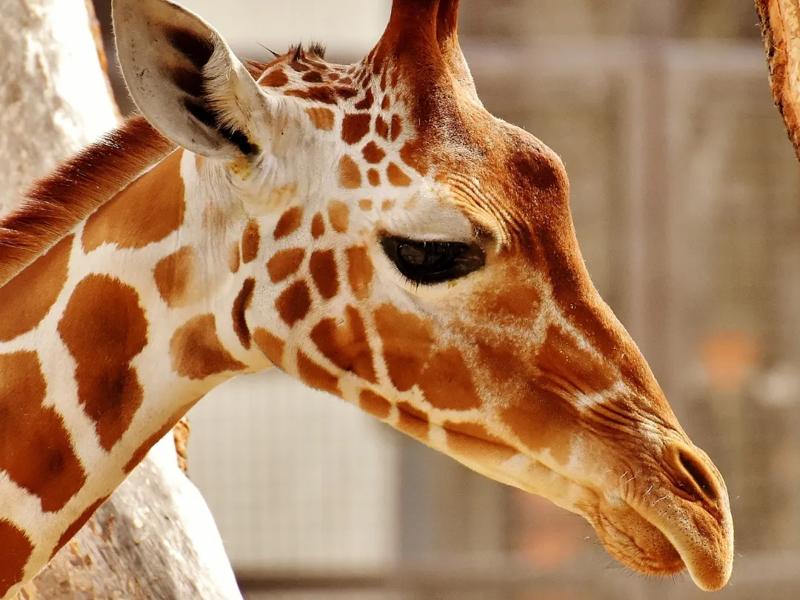 Giraffe at zoo