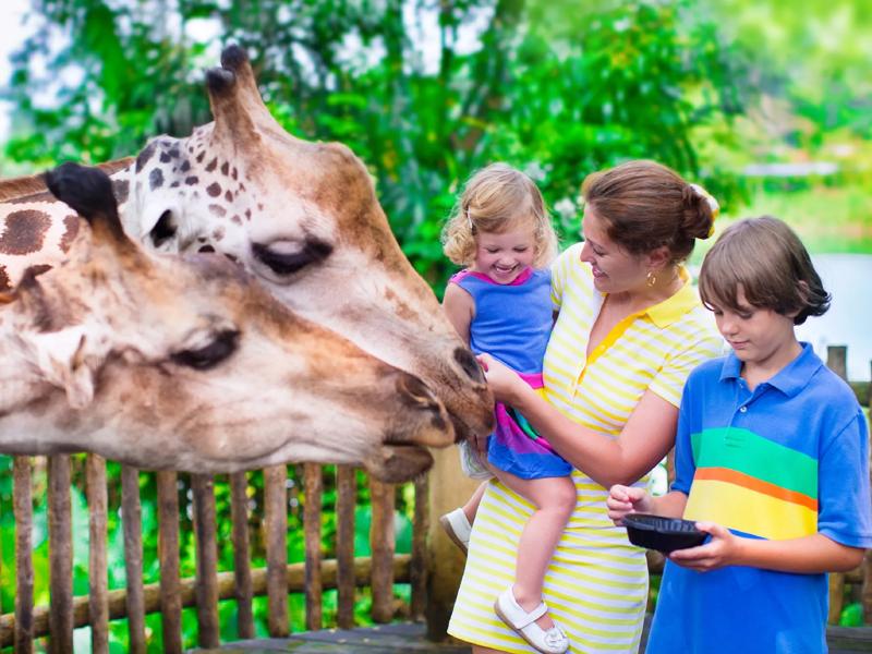 feeding giraffes at zoo