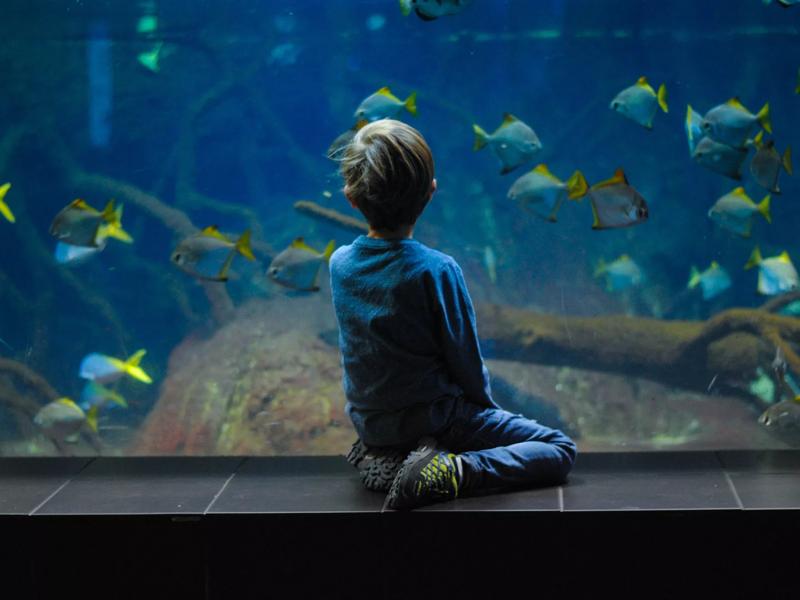 child looking at an aquarium tank image