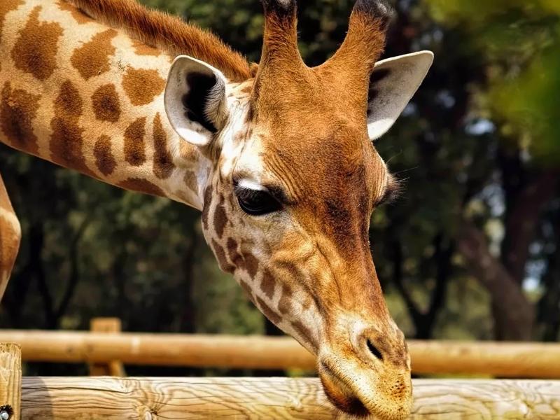 giraffe at zoo