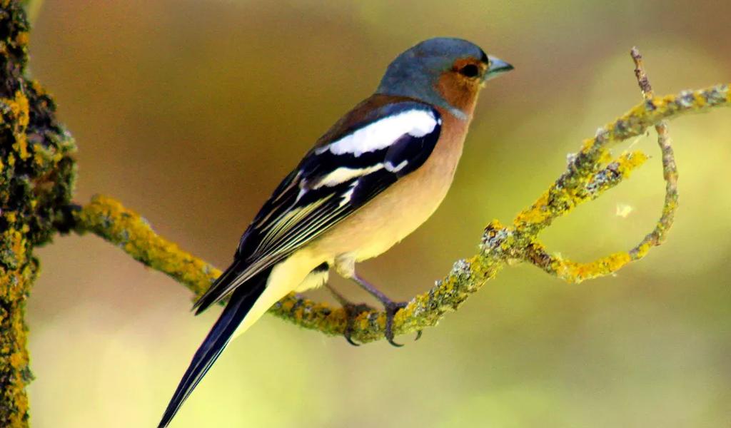 Small bird on branch