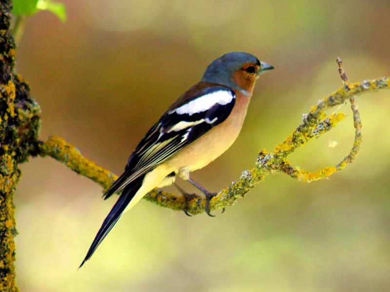 bird on branch