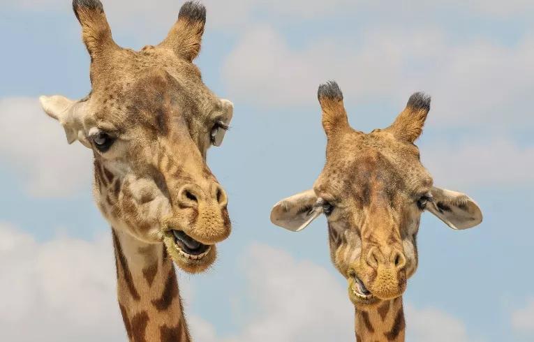 giraffes at zoo