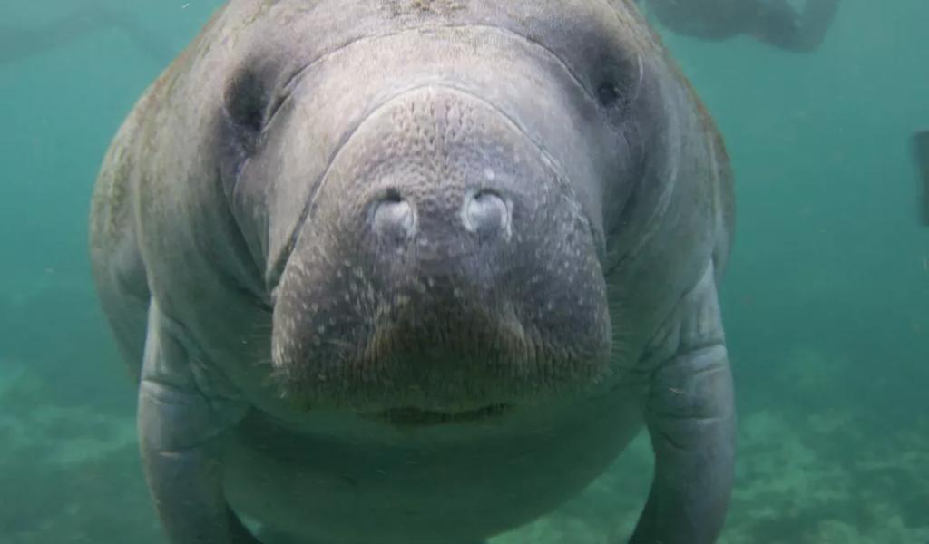 Manatee