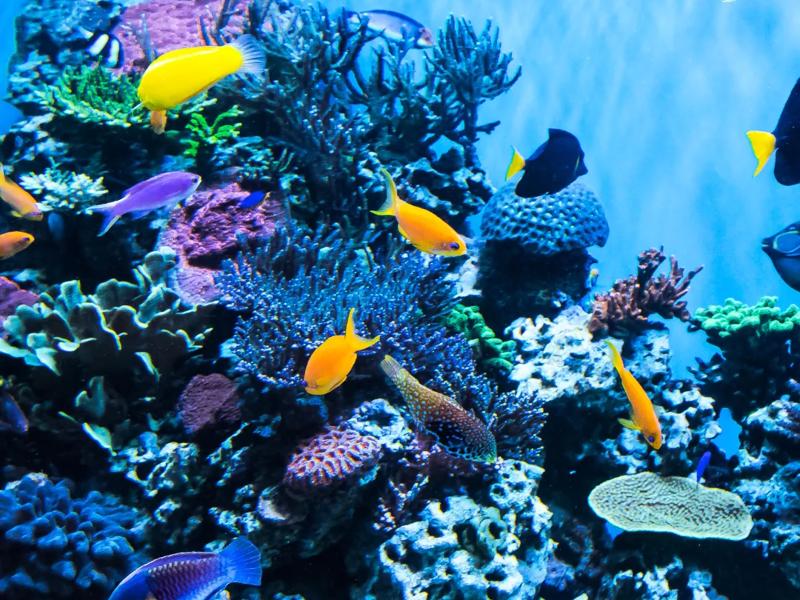 child at aquarium