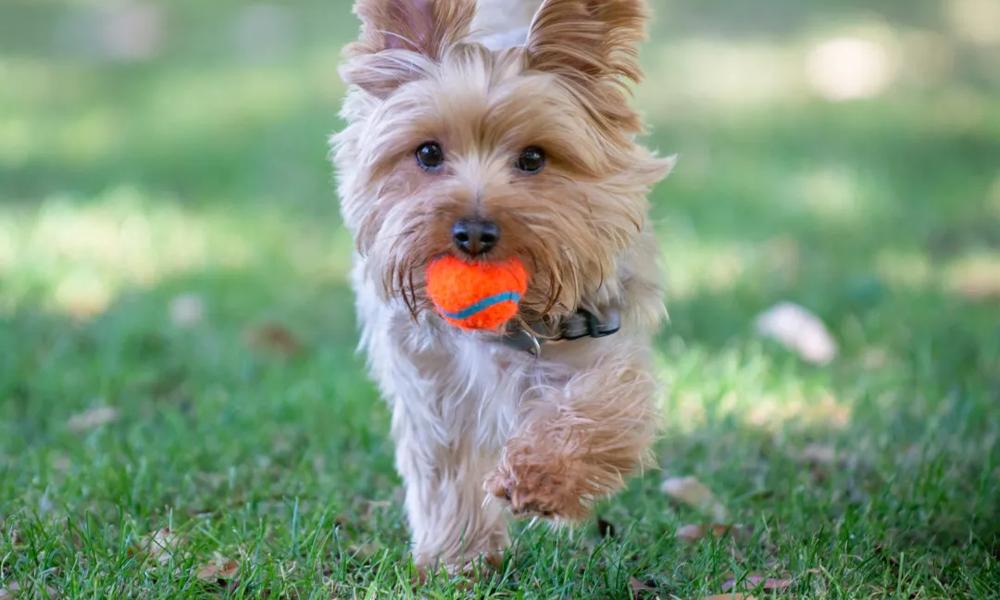 Dog playing fetch