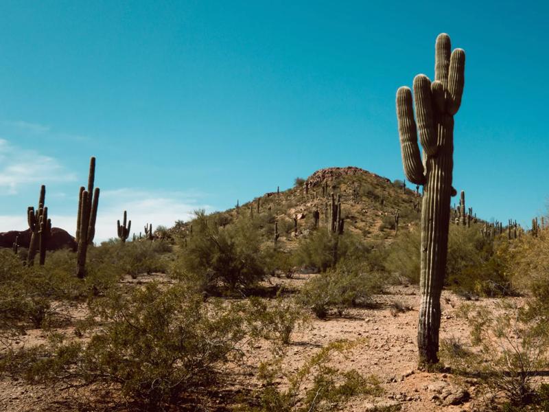 phoenix cactus