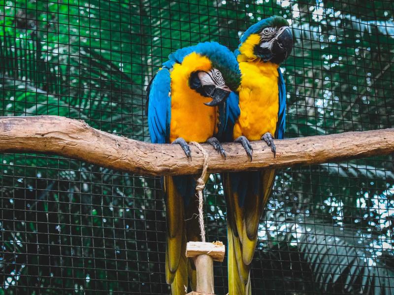 parrots at the zoo 