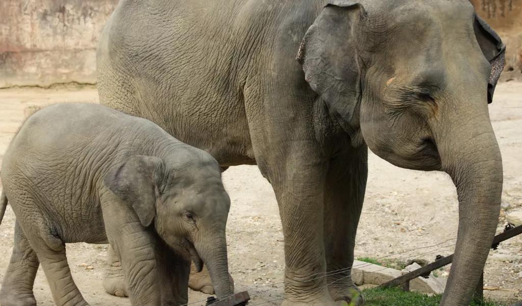 Dallas Zoo