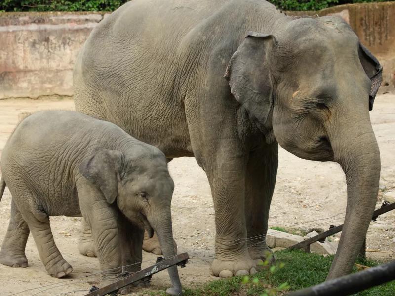 animal at zoo