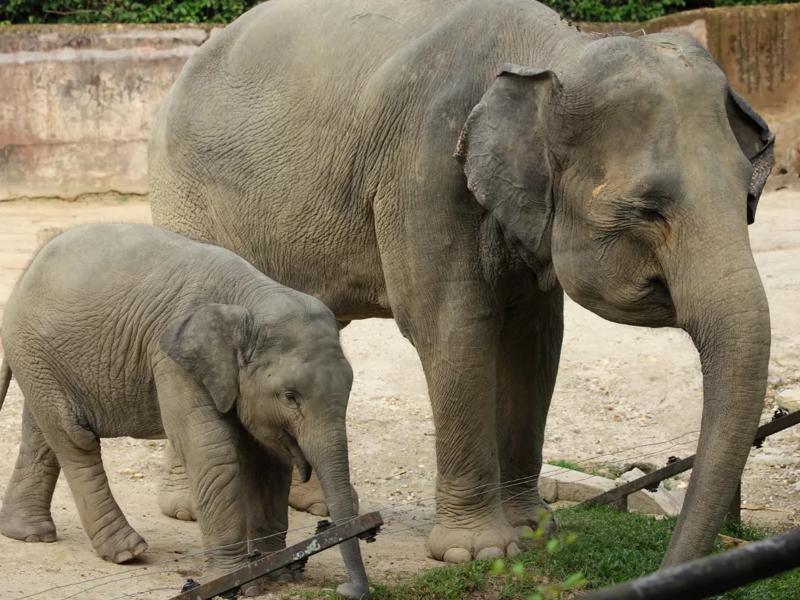 elephants at zoo