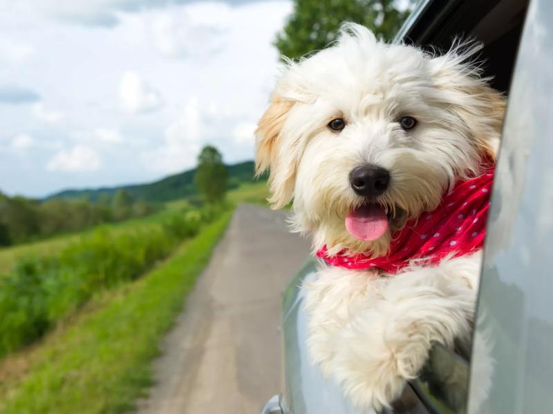 puppy with pawprint icon