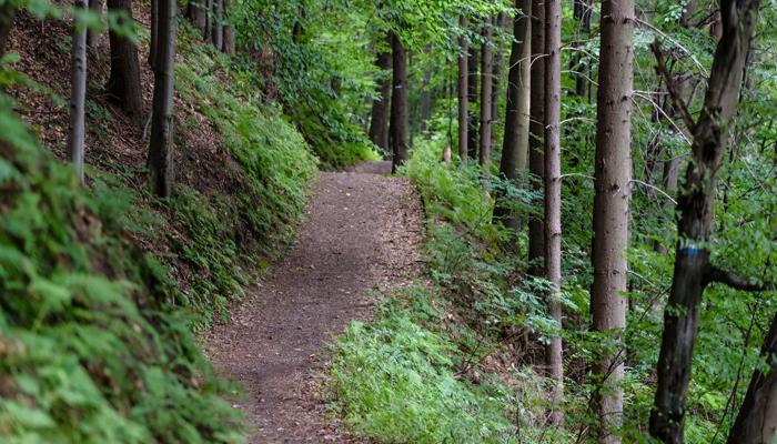 trail in the forest