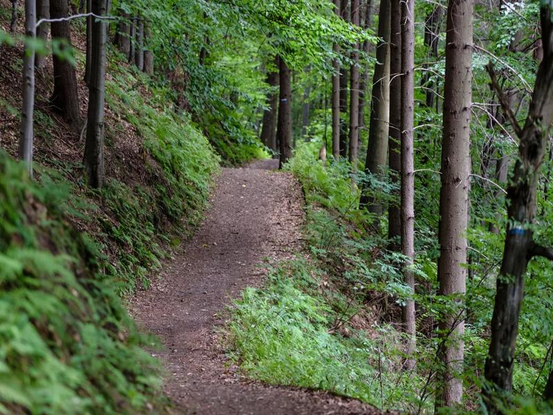 trail through the forest