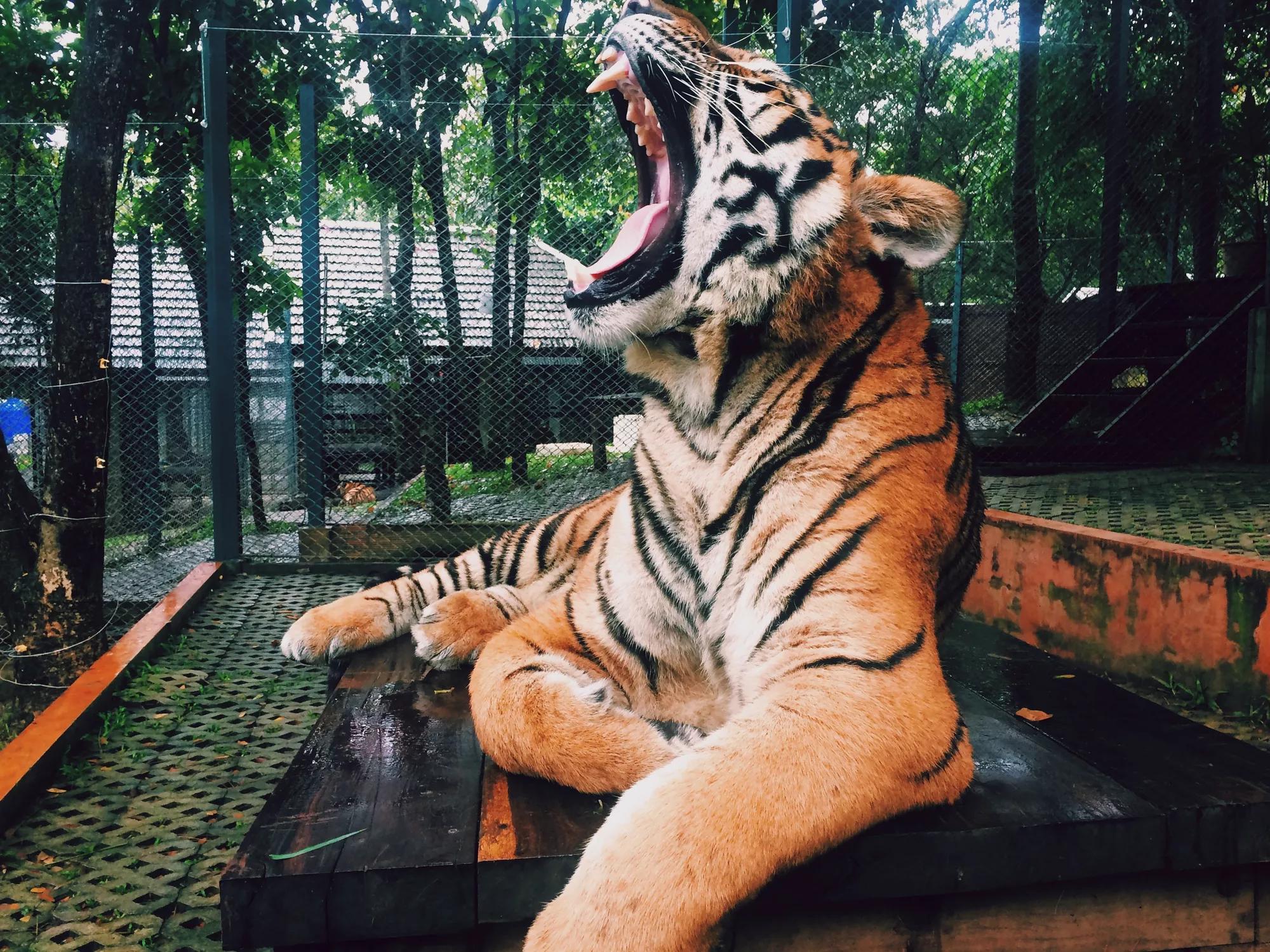 tiger roaring at the zoo