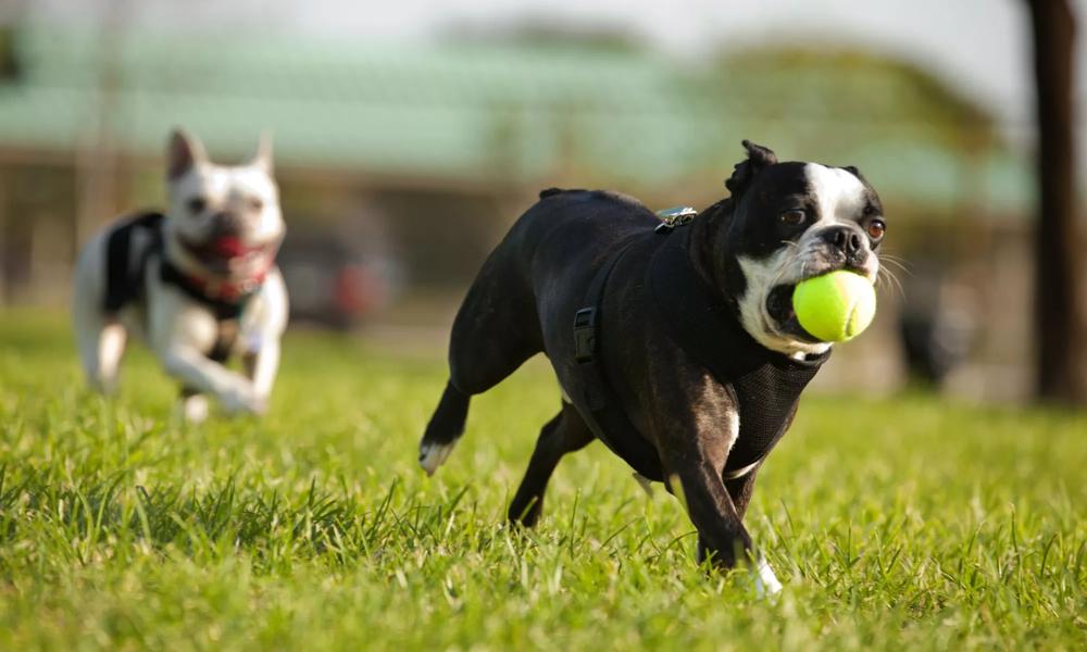 dog playing with ball