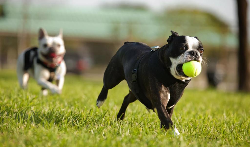 dogs playing with ball fetch running