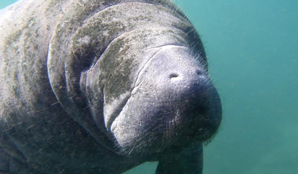 manatee